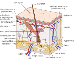 Integumentary system diagram