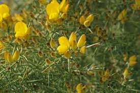 Image result for Ulex