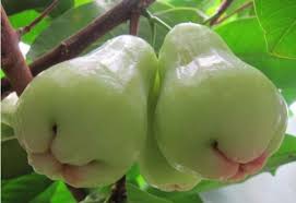 1.9 gambar buah buahan (jambu batu). 50 Gambar Buah Buahan Segar Wallpaper Buah Lengkap Hd Salamadian