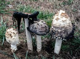 Image result for Coprinus comatus