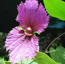 Image result for Dalechampia