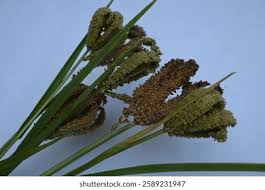 Image result for Eleusine coracana