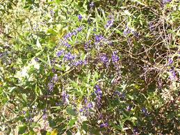 Image result for Hardenbergia comptoniana