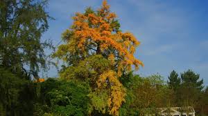 Image result for Ginkgo biloba