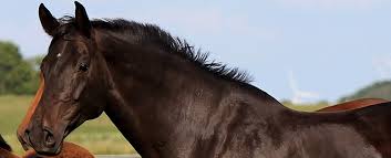 We did not find results for: Portrait Of Our Holstein Mare Cora Iv Stall Krohn