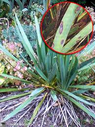 Une Maladie Des Yuccas Le Phoma Du Yucca Le Jardinoscope Cote Pratique Les Bons Gestes A Faire Au Jardin
