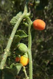 Image result for Corallocarpus triangularis