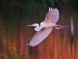 Why do we love birds? | Back Yard Biology