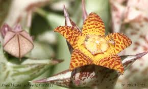 Image result for Dolichos kilimandscharicus