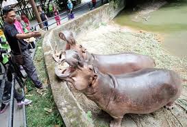 Maybe you would like to learn more about one of these? Pkpb Zoo Taiping Dan Night Safari Jangka Alami Kerugian Lebih Rm500 000 Astro Awani