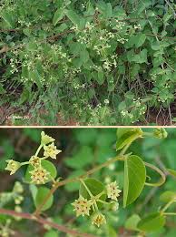 Image result for Helinus