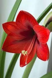 Amaryllidaceae Onion Family Amaryllis Beautiful Flowers Amazing Flowers Amaryllis Flowers