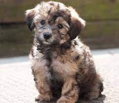 Schnoodle Schnauzer Poodle Mix Info Puppies Temperament Pictures Video Schnoodle Puppy Schnoodle Dog Schnoodle