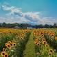 Annual Sunflower and Sangria Festival event image
