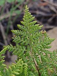 Image result for Cheilanthes schimperi