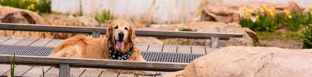 Find home for an animal alerts get alerts. Companion Golden Retriever Rescue