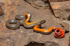 Ringneck snake) wird auch amerikanische ringelnatter genannt. Schlange Hd Wallpaper Hintergrund 2048x1365 Id 959646 Wallpaper Abyss