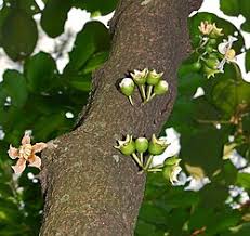 Image result for Bellucia