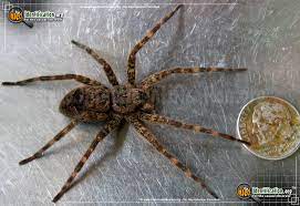 The northern yellow sac could also hurt humans, though they are considered as mildly venomous. Fishing Spider Dolomedes Spp