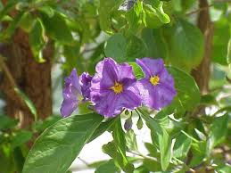 Image result for Solanum litoraneum