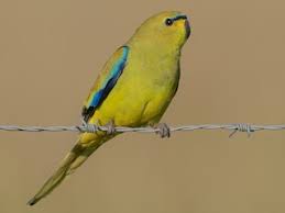 Image result for Monotes elegans