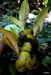 Image result for Pycreus fluminalis