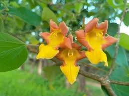 Image result for Gmelina