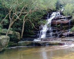It was beautiful on the forest floor. Somersby Falls In Brisbane Water National Park Sydney Uncovered