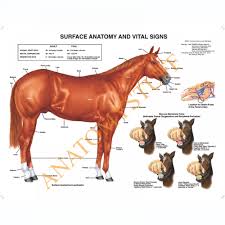 Equine Surface Anatomy Laminated Chart Poster