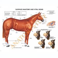 equine surface anatomy laminated chart poster