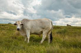 Brahman x jersey bull for sale. Our Relaxing Stay At Brahman Hills Hotel 2foodtrippers