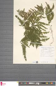 Image result for Selaginella versicolor