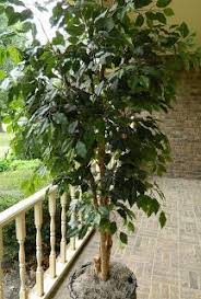 A flakey soap, like ivory soap, works best. 230 Ficus Ideas Ficus Plants Indoor Plants