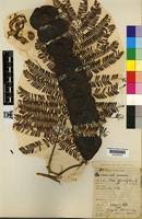 Image result for Entada abyssinica