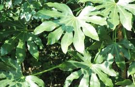 ヤツデの花言葉 日本から広まったおもてなしの大きな手 花言葉のはなたま