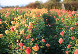 The answer to the question how long do seeds last? may take a little investigation, but taking the time to answer it will save you both time and money. How To Grow Dahlias Floret Flowers