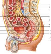 4 934 просмотра 4,9 тыс. Male Pelvis Radiology Key