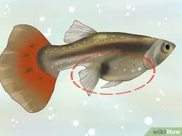 Gebe 20 ältere endler guppies ab, nur weibchen, können gern als futterfische genommen werden. Die Schwangerschaft Eines Guppys Feststellen 11 Schritte Mit Bildern Wikihow