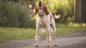 Once he stops, it's okay to reward him with a treat or some. How To Stop Your Barking Dog Successfully The Ark Veterinary Hospital Complete Pet Care
