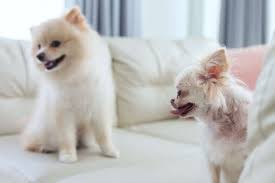 However, not all air purifiers are designed to combat pet hair and dander in the air. How To Remove Dog Hair From Just About Anywhere The Dogington Post