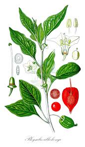 Image result for Discopodium penninervium