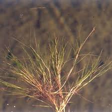 Image result for Monadenium filiforme