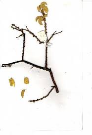 Image result for Euphorbia guerichiana