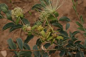 Image result for Maerua edulis