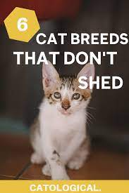 Top 6 Cat Breeds That Don T Shed That Much Is There Such A Cat Cat Breeds Cats That Dont Shed Cat Facts