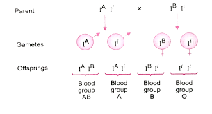 Requestatest.com has been visited by 10k+ users in the past month A Child Has Blood Group O If The Father Has Blood Group A And Mother Blood Group B Work Out The Genotypes Of The Parents And The Possible Genotypes Of The Other