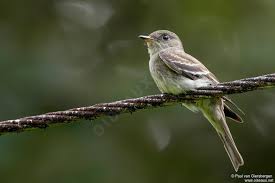 Image result for Contopus virens