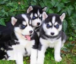 Explore 67 listings for chihuahua puppies for sale in gauteng at best prices. Healthy Siberian Husky Puppies For Adoption Is Dogs For Sale In Vakola Mumbai Click In
