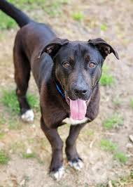 german shepherd lab mix the ultimate playful family dog