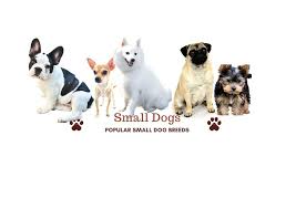 When you want to get a new pet, you have many resources, ranging from rescue groups and shelters to breeders and family and friends. Barks In 15 Small Dog Breeds In India Best Small Dogs For Apartments